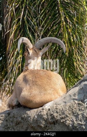 Ammotragus lervia, pecora berberberica, adagiata su una pietra, vegetazione, animale africano Foto Stock