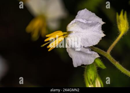 Fiore di Vila-vila, Buffalo-bur, litchi pomodoro (Solanum sisymbriifolium) Foto Stock