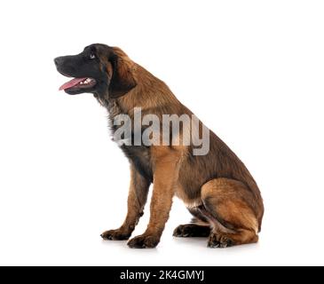 Cucciolo Leonberger di fronte a sfondo bianco Foto Stock