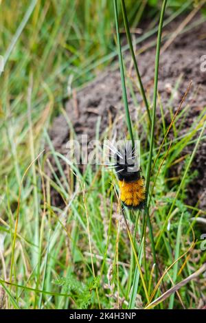 Woolly Bear Caterpillar Lophocampa maculata Foto Stock