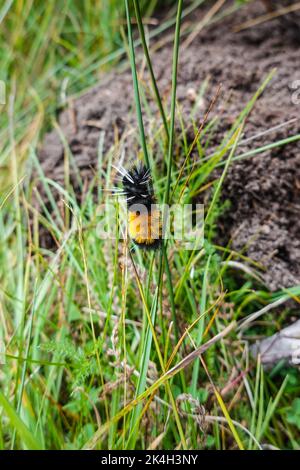 Woolly Bear Caterpillar Lophocampa maculata Foto Stock