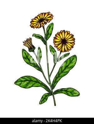 Calendula disegnata a mano pianta fioritura isolata su sfondo bianco. Illustrazione vettoriale in stile di schizzo colorato. Elemento di disegno botanico Illustrazione Vettoriale