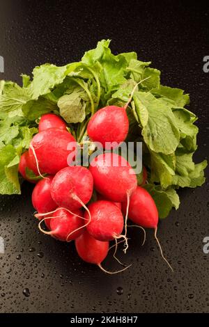 Raphanus sativus raccolto - si irradiano su fondo nero bagnato con goccioline d'acqua. Foto Stock