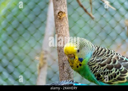 Melopsittacus undulatus, uccello parakeet mangiare semi in piedi su un filo, sfondo con bokeh, bellissimo uccello colorato, messico guadalajara Foto Stock