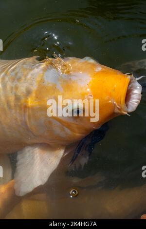 Cyprinus carpio koi, pesce koi primo piano, colore dorato con bianco, aprendo la bocca per prendere cibo, messico, guadalajara Foto Stock