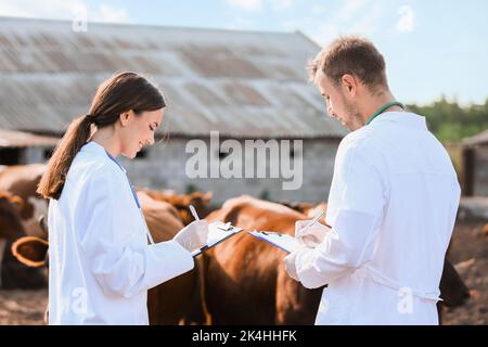 Veterinari che esaminano le mucche in paddock in fattoria Foto Stock