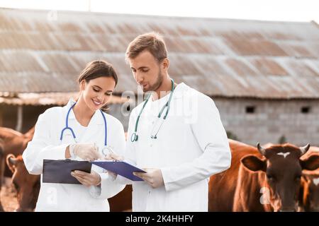 Veterinari che esaminano le mucche in paddock in fattoria Foto Stock