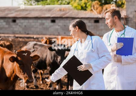 Veterinari che esaminano le mucche in paddock in fattoria Foto Stock