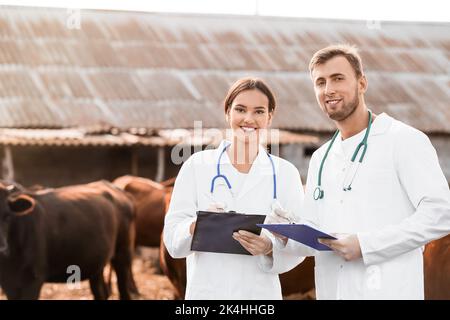 Veterinari che esaminano le mucche in paddock in fattoria Foto Stock