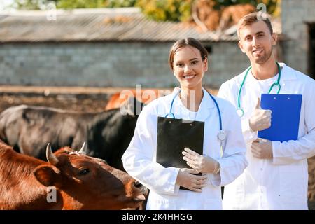 Veterinari che esaminano le mucche in paddock in fattoria Foto Stock