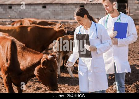 Veterinari che esaminano le mucche in paddock in fattoria Foto Stock