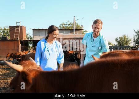 Veterinari che esaminano le mucche in paddock in fattoria Foto Stock