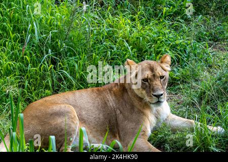 Panthera leo, leonessa seduta sull'erba che riposa, zoo di guadalajara, messico Foto Stock