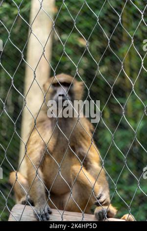 Scimmia vervet, Cercopithecus pygerythrus, in gabbia presso lo zoo, messico Foto Stock