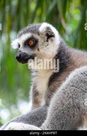 lemur a coda di anello, seduto a osservare il suo ambiente, animale peloso, cugino della scimmia o scimmie Foto Stock