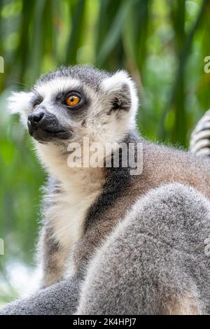 Anillsfs ha codato lemur, Lemuroidea, seduto tranquillamente su un ramo osservando gli esseri umani, messico Foto Stock