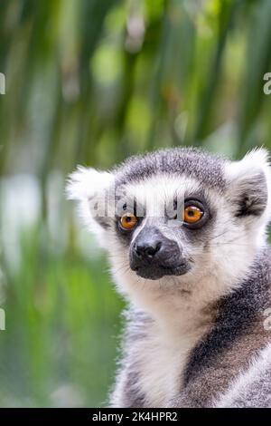 lemur a coda di anello, seduto a osservare il suo ambiente, animale peloso, cugino della scimmia o scimmie Foto Stock