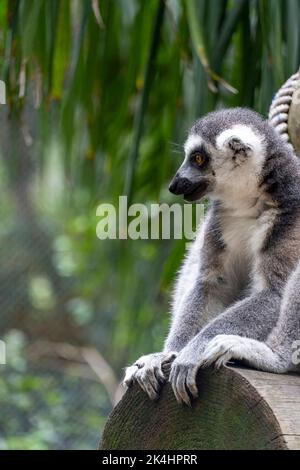 lemur a coda di anello, seduto a osservare il suo ambiente, animale peloso, cugino della scimmia o scimmie Foto Stock