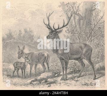 Antica illustrazione incisa della famiglia dei cervi rossi. Illustrazione vintage della famiglia dei cervi rossi. Vecchia immagine incisa dell'animale. Foto Stock