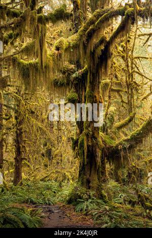 WA22113-00...WASHINGTON - il Moss ha coperto gli alberi grandi dell'acero delle foglie e una sottorietà dei ferns occidentali della spada nella foresta pluviale di Hoh, parco nazionale olimpico. Foto Stock