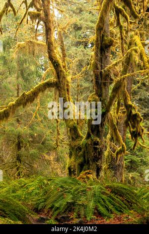 WA22116-00...WASHINGTON - il muschio coprì gli alberi grandi dell'acero delle foglie e una sottorietà di Western Sword Ferns in un giorno piovoso nella foresta pluviale di Hoh. Foto Stock