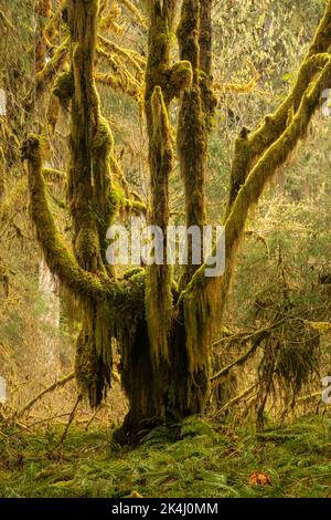 WA22117-00...WASHINGTON - il muschio coprì gli alberi grandi dell'acero delle foglie e una sottorietà di Western Sword Ferns in un giorno piovoso nella foresta pluviale di Hoh. Foto Stock