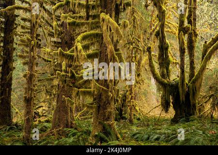 WA22118-00..WASHINGTON - Moss coprì l'acero della foglia grande che cresce vicino agli alberi di abete e ad una sottorietà di Sword Ferns in un giorno piovoso nella foresta pluviale di Hoh. Foto Stock