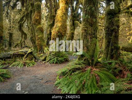 WA22130-00...WASHINGTON - il sole che sorge illumina i mossi sospesi visti lungo la Hall of Mosses Nature Trail nella sezione Hoh Rain Forest di Foto Stock