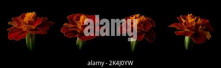 set di marigolds francesi, tagetes patula, colori luminosi giallo dorato e teste di fiori rosso scuro isolato su sfondo nero, collezione Foto Stock