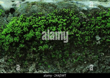 Parete di cemento scura e bagnata con fondo di muschio verde, Foto Stock