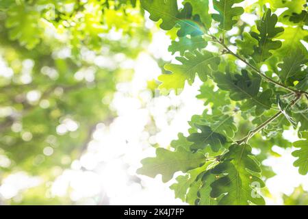 i raggi del sole con il bokeh radiante brilla attraverso gli alberi della foresta Foto Stock