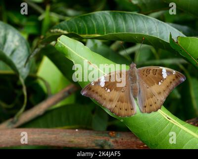 Farfalla di mango barone femmina ( euthalia acontea ) su pianta verde albero foglia, strisce bianche Trey su ala marrone di insetto Foto Stock