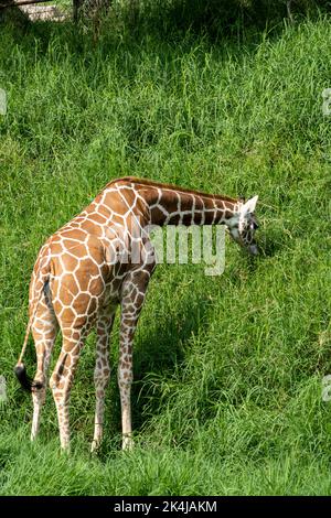 Giraffa camelopardalis reticulata giraffa in piedi alla ricerca di cibo in un campo verde pieno di vegetazione, messico, Foto Stock