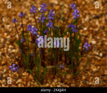 Primo piano della pianta del giardino bulboso autunnale Muscari parviflorum tenero fiori a bassa crescita per la coltivazione in pentole o giardino roccioso. Foto Stock