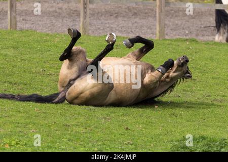 Il colore marrone chiaro del cavallo appena lasciato fuori per pascolare è frolicking e rotolando sopra sull'erba corta ha la criniera più bassa scura delle gambe e la coda mostra le scarpe del cavallo Foto Stock