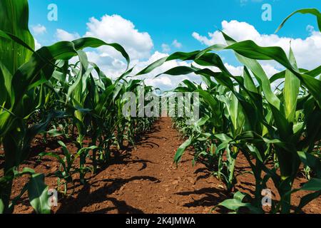 Piante giovani di mais verde piantagione coltivata in un campo coltivato perfettamente pulito piantagione agricola senza erbacce, vista ad angolo basso fuoco selettivo Foto Stock