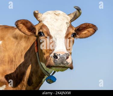 Carino ritratto di mucca, un viso carino e calmo, con blaze bianco, naso rosa e corna e l'espressione amichevole Foto Stock