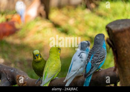 Melopsittacus undulatus, uccello parakeet mangiare semi in piedi su un filo, sfondo con bokeh, bellissimo uccello colorato, messico Foto Stock