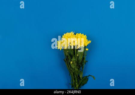 Bel bouquet di crisantemo giallo su sfondo di carta blu, primo piano. Colore dell'Ucraina. Foto Stock