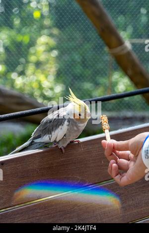 Nymphicus hollandicus, giovane donna che dà cibo ad un uccello, grani attaccati su un bastone di legno e l'uccello nutrito, messico Foto Stock