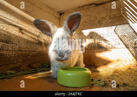 Coniglio domestico, Argento, Oryctolagus cuniculus F. domestica 'Big Light Silver', letto di paglia in hutch, il 25 settembre 2022. (Foto CTK/Libor Sojka Foto Stock