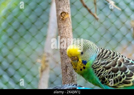 Melopsittacus undulatus, uccello parakeet mangiare semi in piedi su un filo, sfondo con bokeh, bellissimo uccello colorato, messico Foto Stock