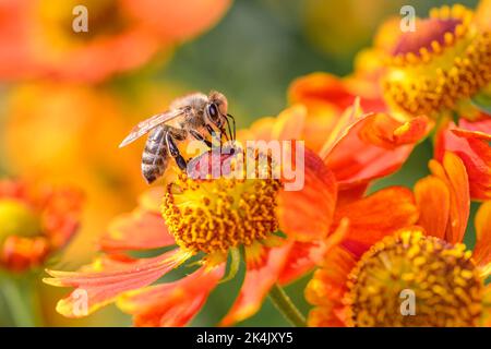 Ape - Apis mellifera - impollina un fiore del comune sneezeweed o Large-flowered sneezeweed - Helenium autumnale Foto Stock