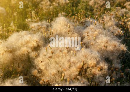Arvense di Cirsium. Campo con cardo strisciante sbiadito. Fiori selvatici nel campo. Cardo strisciante con teste di semi soffici Foto Stock