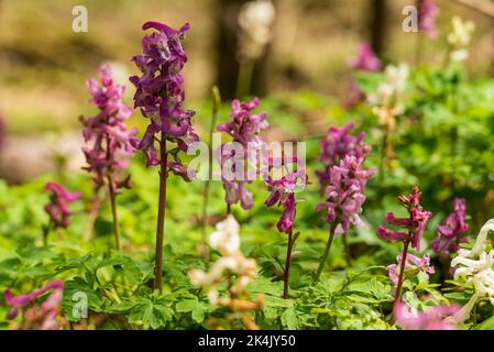 Un grappolo di larkspur cavo fiorito viola (Corydalis cava) in una foresta primaverile Foto Stock