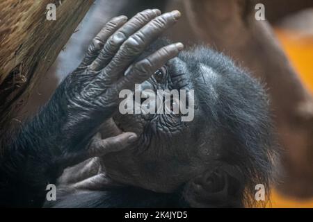 una scimmia curiosa, bambino guardando la sua mano Foto Stock