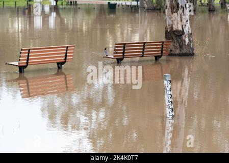 26 settembre 2022 Nyngan, NSW, Australia: Il fiume Bogan in alluvione ha raggiunto livelli di alluvione moderati di 3,4m m che si riversarono sulle sue rive in sentieri per picnic e passeggiate e nelle parti inferiori del parco caravan locale vicino al ponte Peter Sinclair. Credito, Stephen Dwyer, Alamy Foto Stock