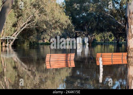 28 settembre 2022 Nyngan, NSW, Australia: Il fiume Bogan in alluvione ha raggiunto livelli di alluvione moderati di 3,6m m che si riversarono sulle sue rive in sentieri per picnic e passeggiate e nelle parti inferiori del parco caravan locale vicino al ponte Peter Sinclair. Credito, Stephen Dwyer, Alamy Foto Stock