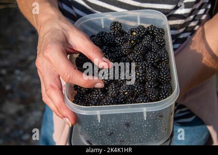 Raccolta di BlackBerry, contenitore pieno di more mature. Foto Stock