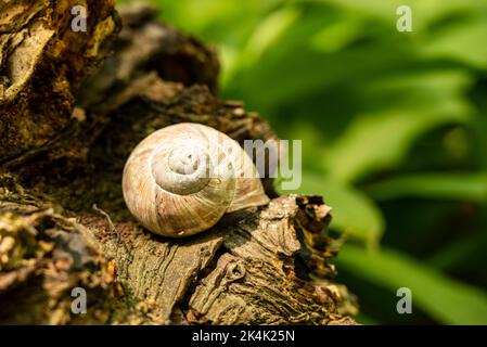 Guscio di una lumaca romana o borgogna (Helix pomatia) sulla radice di un albero morto in una foresta, Germania Foto Stock